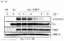 Fig. 04 - Pyrrolo-pyridine derivative compound, method for preparing same, and pharmaceutical composition containing same as active ingredient for prevention or treatment of protein kinase-related diseases