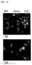 Fig. 11 - Pyrrolo-pyridine derivative compound, method for preparing same, and pharmaceutical composition containing same as active ingredient for prevention or treatment of protein kinase-related diseases