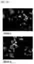 Fig. 12 - Pyrrolo-pyridine derivative compound, method for preparing same, and pharmaceutical composition containing same as active ingredient for prevention or treatment of protein kinase-related diseases