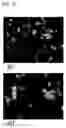 Fig. 13 - Pyrrolo-pyridine derivative compound, method for preparing same, and pharmaceutical composition containing same as active ingredient for prevention or treatment of protein kinase-related diseases