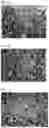 Fig. 02 - Composition for a polishing pad, polishing pad, and process for preparing the same