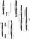 Fig. 04 - Nuclease-mediated DNA assembly