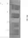 Fig. 15 - DESIGNING A FORMULATION OF A MATERIAL WITH COMPLEX DATA PROCESSING