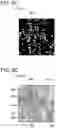 Fig. 11 - Image analysis device