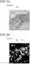 Fig. 12 - Image analysis device