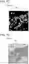 Fig. 13 - Image analysis device