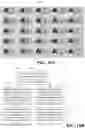 Fig. 30 - Light field displays having synergistic data formatting, re-projection, foveation, tile binning and image warping technology