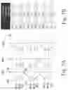 Fig. 07 - 2T-1R architecture for resistive RAM