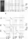 Fig. 09 - 2T-1R architecture for resistive RAM