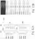 Fig. 14 - 2T-1R architecture for resistive RAM