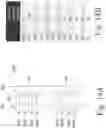 Fig. 16 - 2T-1R architecture for resistive RAM