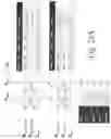 Fig. 33 - 2T-1R architecture for resistive RAM