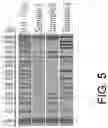Fig. 06 - Electrophoresis separation data analyzer