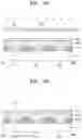 Fig. 04 - Organic light-emitting display apparatus and method of manufacturing the same