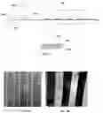 Fig. 06 - Method of manufacturing membrane-electrode assembly and membrane-electrode assembly manufactured using the same