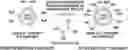 Fig. 01 - Antioxidant for fuel cells, membrane electrode assembly including the same and method for preparing antioxidant