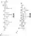 Fig. 19 - Acoustic wave device with transverse mode suppression