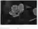 Fig. 04 - Prunus Plant Named 'NCPR-7'