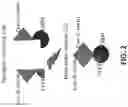 Fig. 03 - GENOME-EDITED BIRDS
