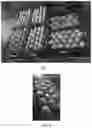 Fig. 02 - A METHOD FOR TREATING AND CONTROLLING POST-HARVEST PHYSIOLOGICAL DISORDERS IN FRUIT VIA EDIBLE COATINGS