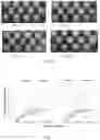 Fig. 06 - A METHOD FOR TREATING AND CONTROLLING POST-HARVEST PHYSIOLOGICAL DISORDERS IN FRUIT VIA EDIBLE COATINGS