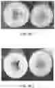 Fig. 23 - A METHOD FOR TREATING AND CONTROLLING POST-HARVEST PHYSIOLOGICAL DISORDERS IN FRUIT VIA EDIBLE COATINGS