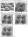 Fig. 03 - SUGAR COATING METHOD AND SUGAR COATED SOLID FORMS WITH IRREGULAR SHAPES