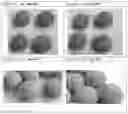 Fig. 04 - SUGAR COATING METHOD AND SUGAR COATED SOLID FORMS WITH IRREGULAR SHAPES