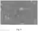 Fig. 05 - FOOD COMPOSITION AND PHARMACEUTICAL COMPOSITION WITH STRAINS OF LACTIC ACID BACTERIA FOR REDUCING BLOOD URIC ACID CONCENTRATION