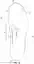 Fig. 19 - Footwear arch support