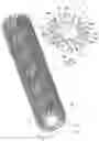 Fig. 04 - Cosmetic applicator