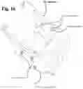 Fig. 15 - Bathing apparatuses and methods of making and using the same