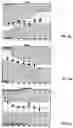 Fig. 07 - Ocular-performance-based head impact measurement using a faceguard