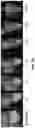 Fig. 10 - Systems, methods, and apparatus for multichannel imaging of fluorescent sources in real-time