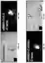 Fig. 20 - Systems, methods, and apparatus for multichannel imaging of fluorescent sources in real-time