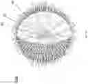 Fig. 11 - Bi-directional neuron-electronic device interface structures