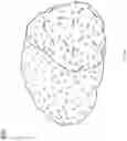 Fig. 13 - Bi-directional neuron-electronic device interface structures