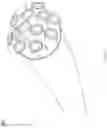 Fig. 16 - Bi-directional neuron-electronic device interface structures
