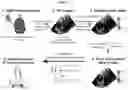 Fig. 05 - Systems and methods for rendering of cardiac electromechanical activation