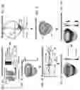 Fig. 10 - Systems and methods for rendering of cardiac electromechanical activation