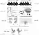 Fig. 17 - Systems and methods for rendering of cardiac electromechanical activation