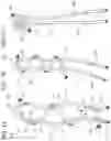 Fig. 02 - Tissue repair