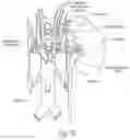 Fig. 05 - Apparatus, systems, and methods for achieving intravascular, thermally-induced renal neuromodulation related application