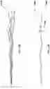 Fig. 09 - ENDODONTIC INSTRUMENTS DISPLAYING COMPRESSIBILITY