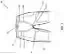 Fig. 03 - Soft braces to prevent injury to a joint or body segment