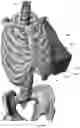 Fig. 126 - Device for releasing spinal contractures and associated methods