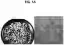 Fig. 02 - Cosmetic composition of dispersion formulation comprising spherical particle