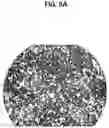 Fig. 09 - Cosmetic composition of dispersion formulation comprising spherical particle