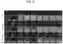 Fig. 16 - COSMETIC COMPOSITION