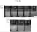 Fig. 21 - COSMETIC COMPOSITION
